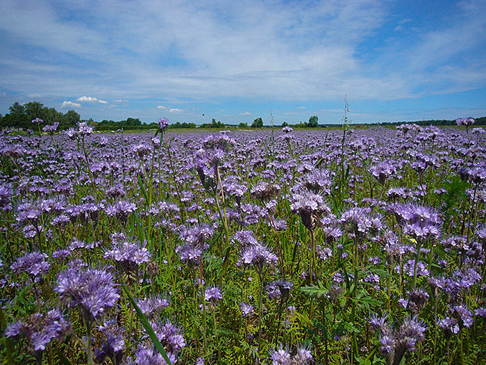 ... sondern die Blumen sind schön