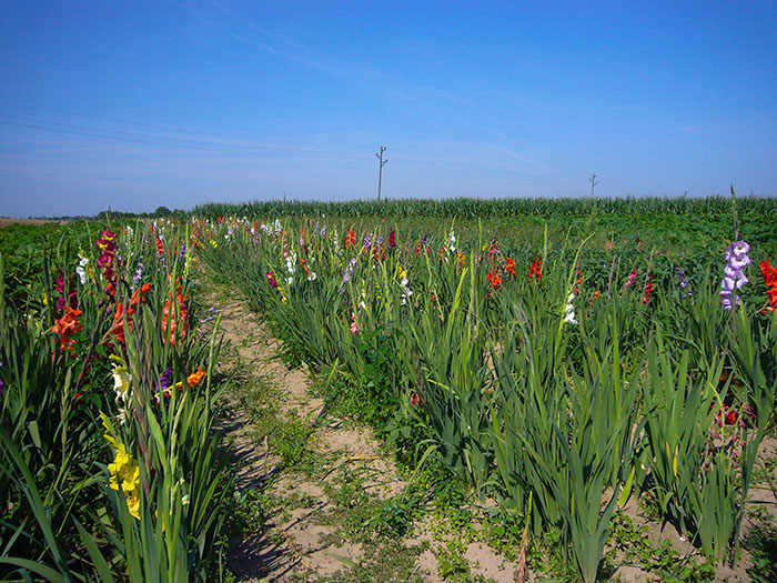 Schöne Blumen, zum Selbsternten