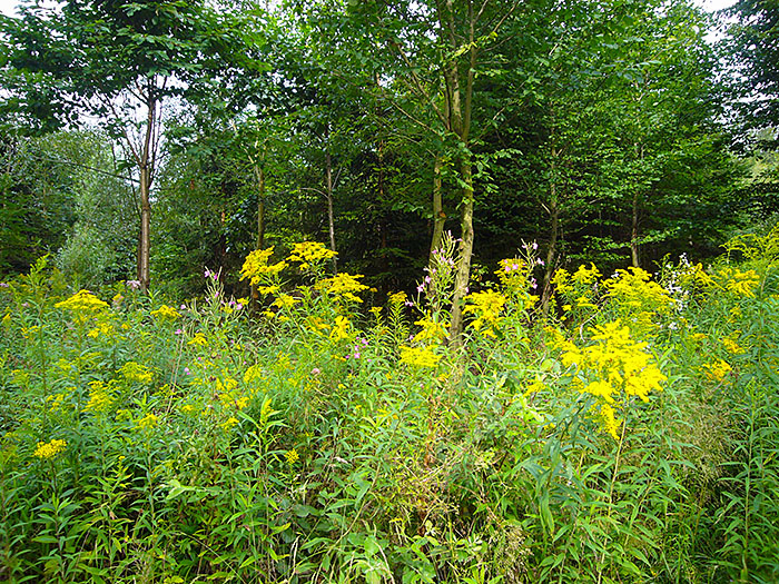 Im Wald blüht es farbenprächtig