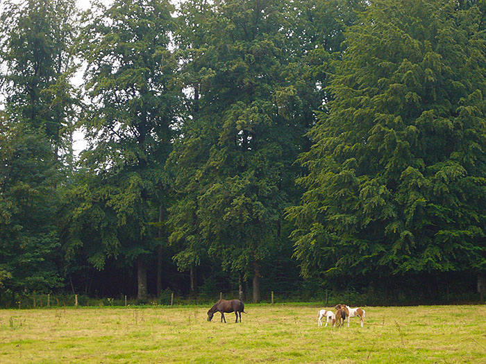 Pferdeweide ...