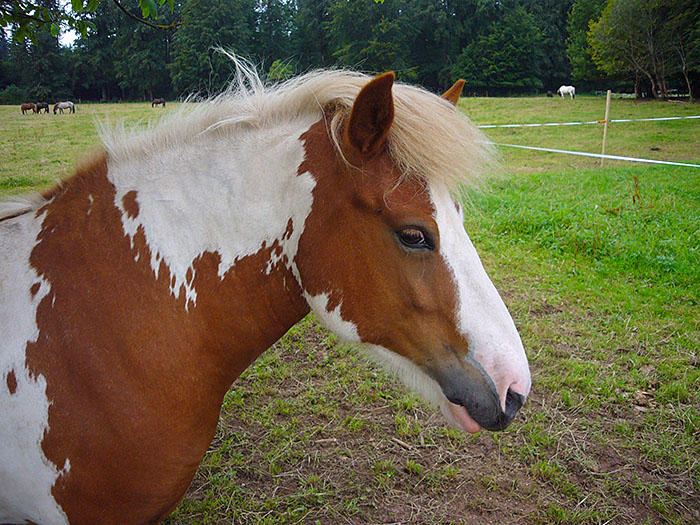 Reiten wäre jetzt auch nicht schlecht ;-)