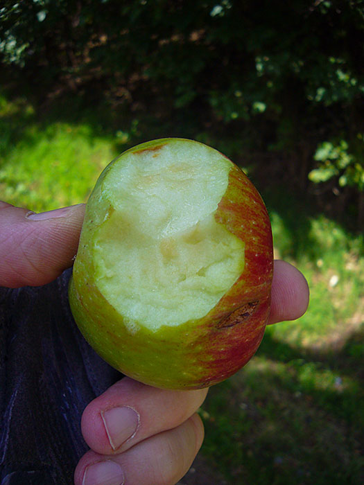 Aber die Früchte sind noch nicht ganz reif