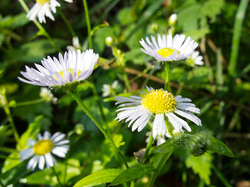 Schöne Blumen ...