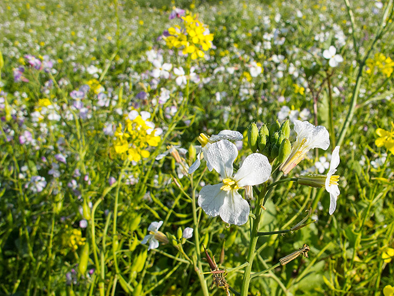 Bunte Pflanzenwelt