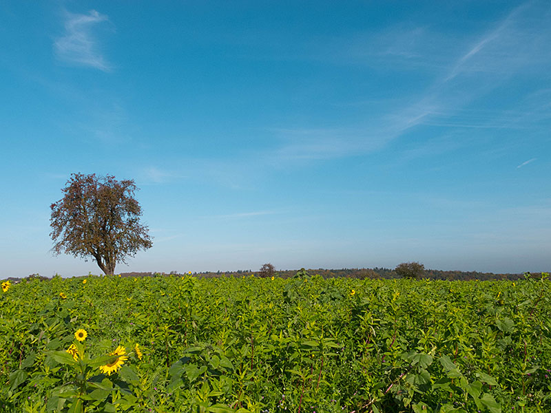 Einige Sonnenblumen recken noch ihre Köpfe Richtung Sonne