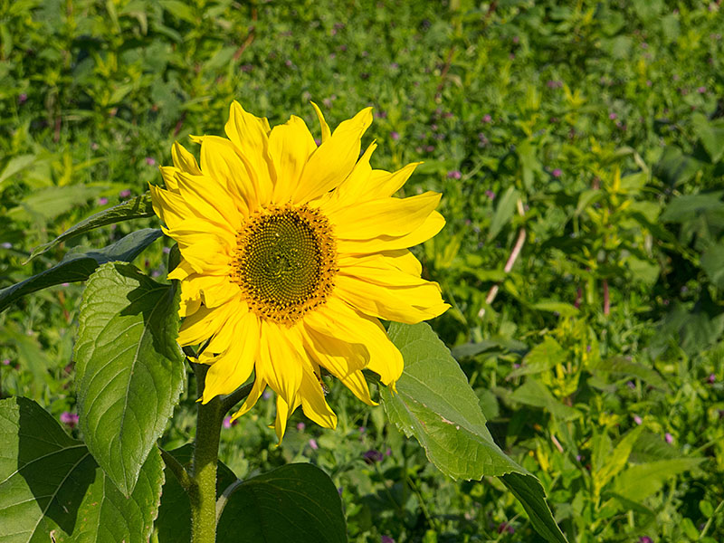 Sonnenblume