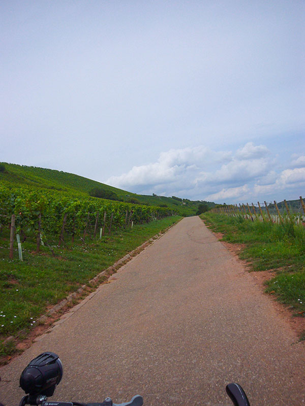 Bei Nierstein muss ich eine Umleitung durch die Weinberge nehmen