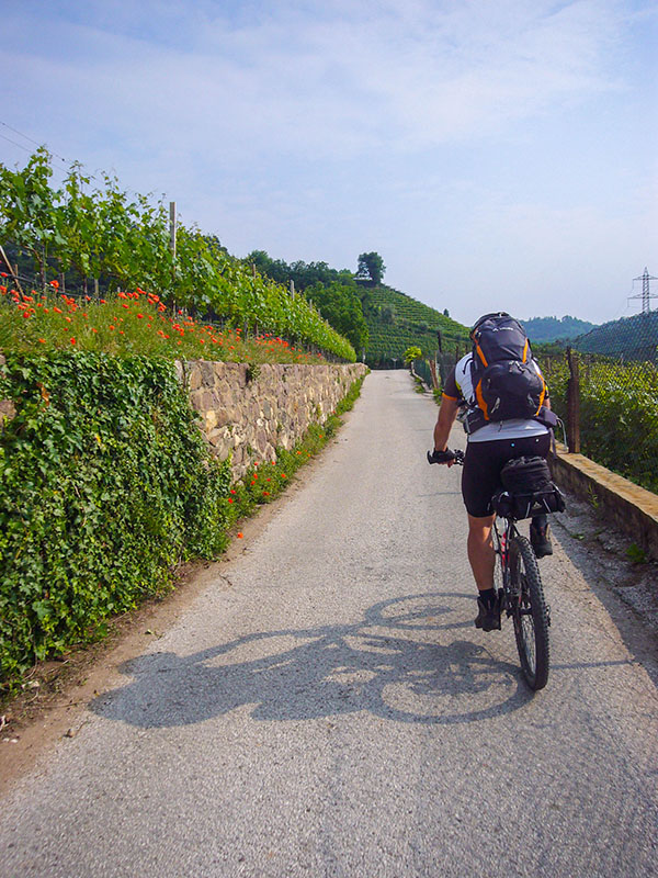 Der Weg führt zwischen Wein- und Apfelplantagen hindurch