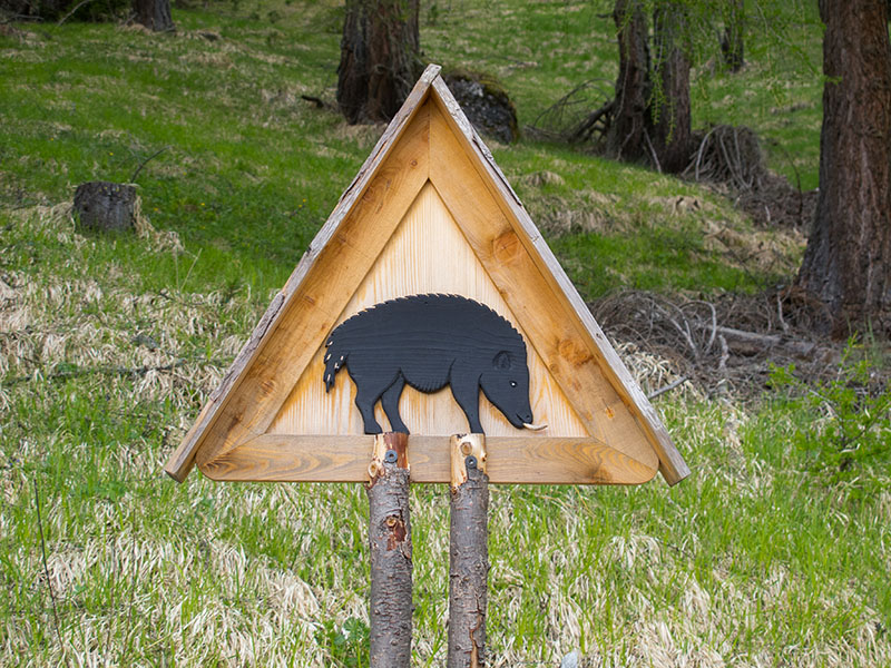 Wildschwein ...