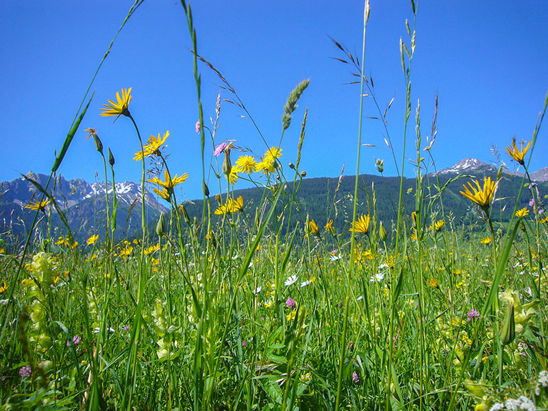 Blumenübersähte saftige Wiese