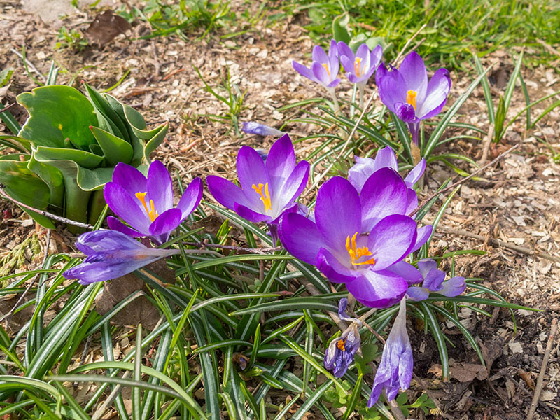 Frühlingserwachen?