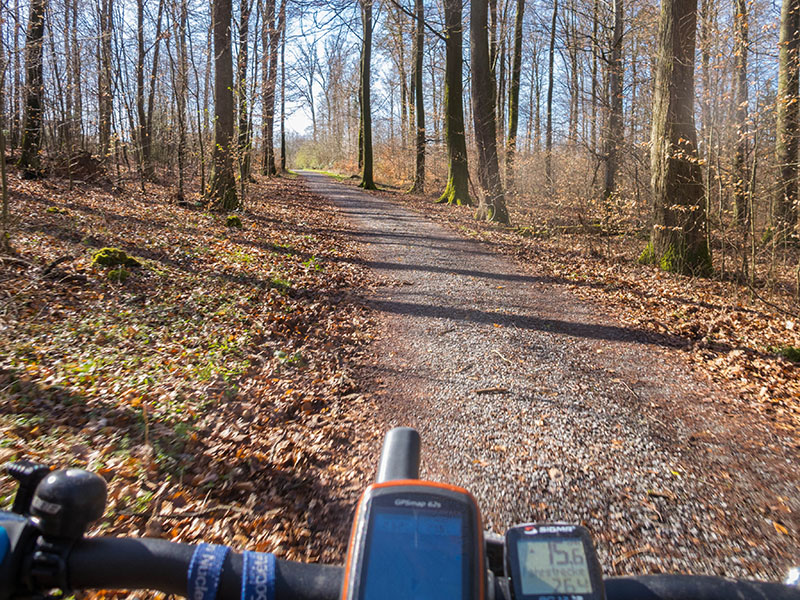 Durch den sonnendurchfluteten Wald ...