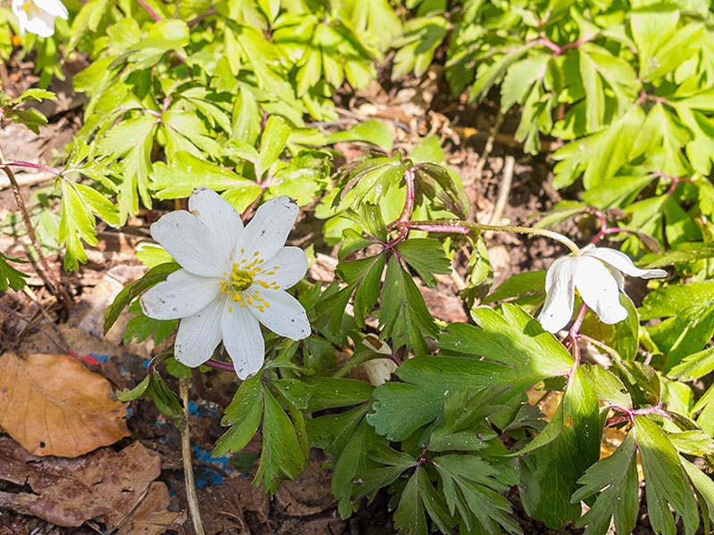 Buschwindröschen recken ihre Blüten in Richtung Sonne