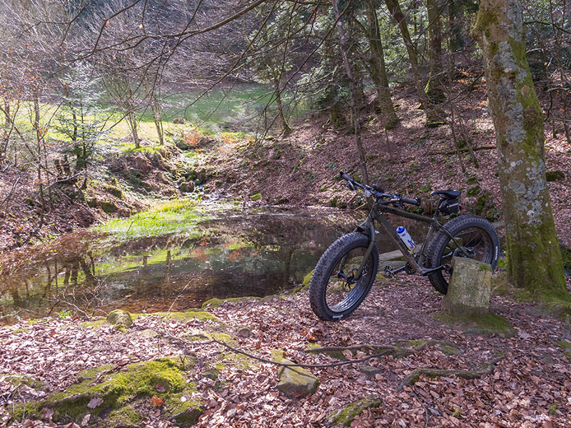 Teich im Wald