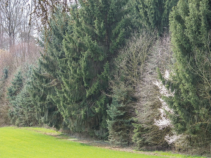 Weiße Blüten am dunklen Forst ;-)