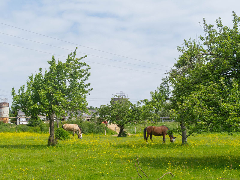 Idylle am Rimmelsbacherhof