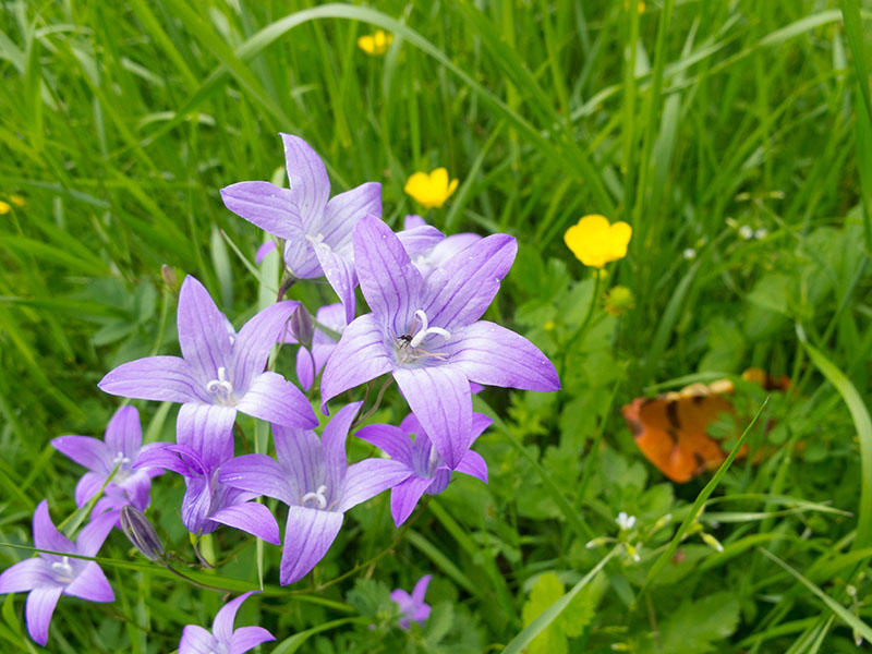 OK, heute sind mehr Blumen abgelichtet, als Fahrräder ;-)