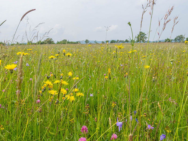 Die Blumen in den Wiesen blühen um die Wette