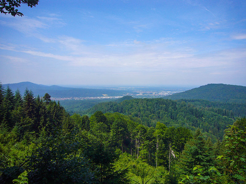 ... mit Ausblick in die Rheinebene