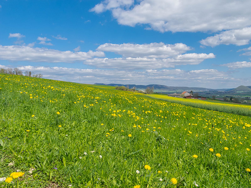 ... bei dem langsamen Tempo, haben wir Zeit für Blicke zur Blumenwiese