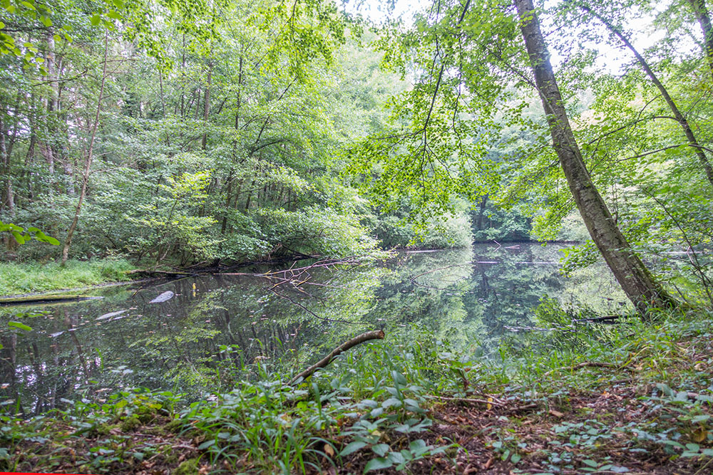 Teich im Wald