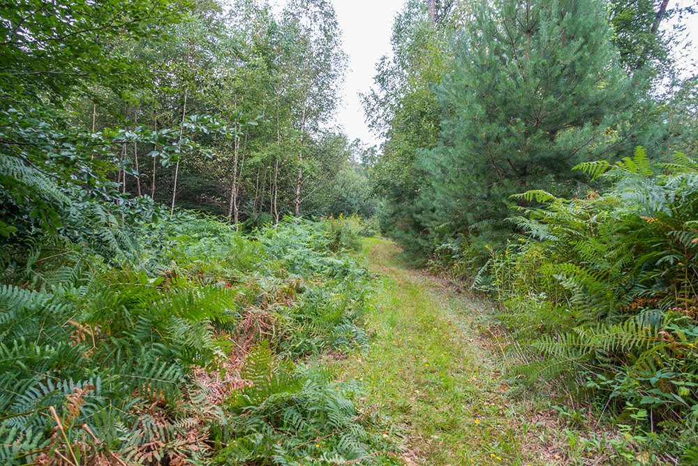 Weiter auf Wald- und Wiesenwegen
