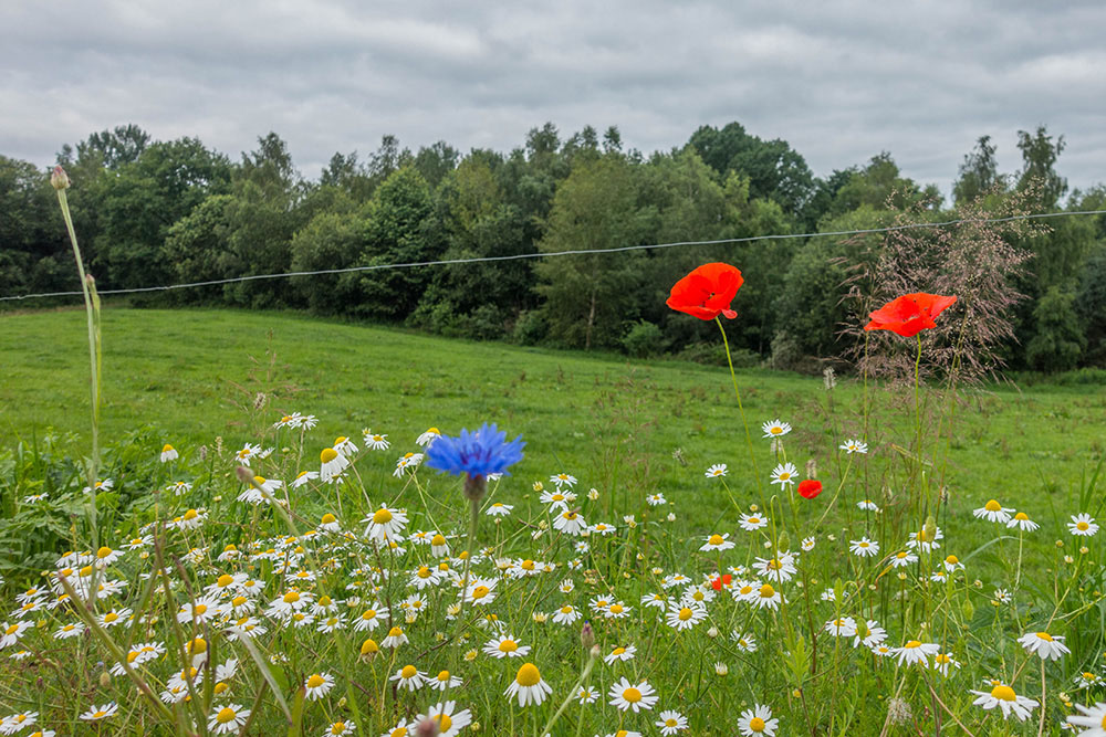 Schöne Korn- und Mohnblumen, sowie Margeriten