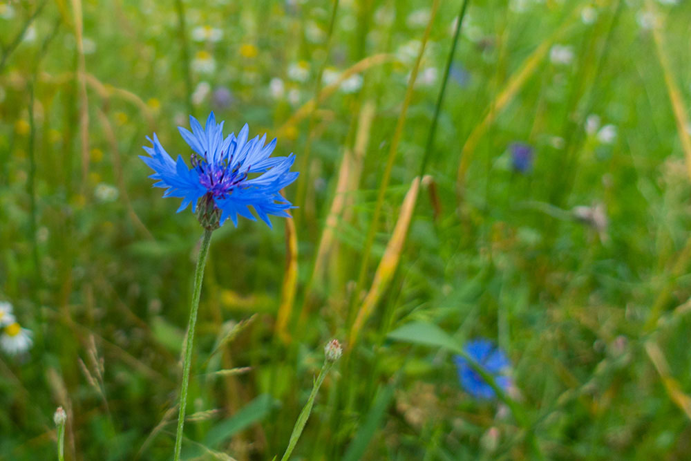 Kornblume