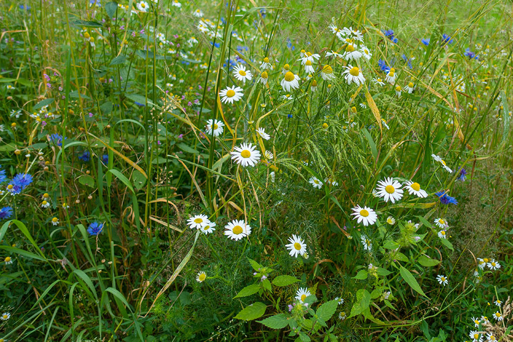 Lachende Blumen trotz fehlender Sonne