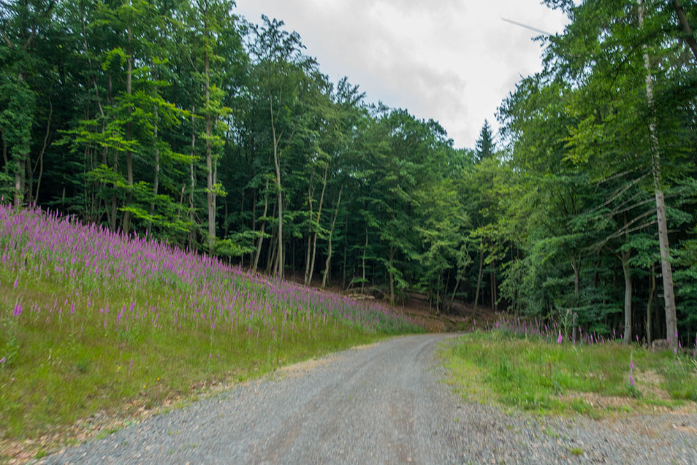 Waldautobahn