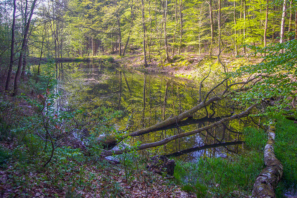 Versteckter Weiher