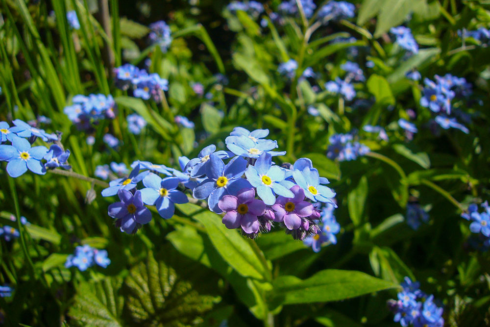 Endlich etwas Blau in dem vielen Grün ;-)