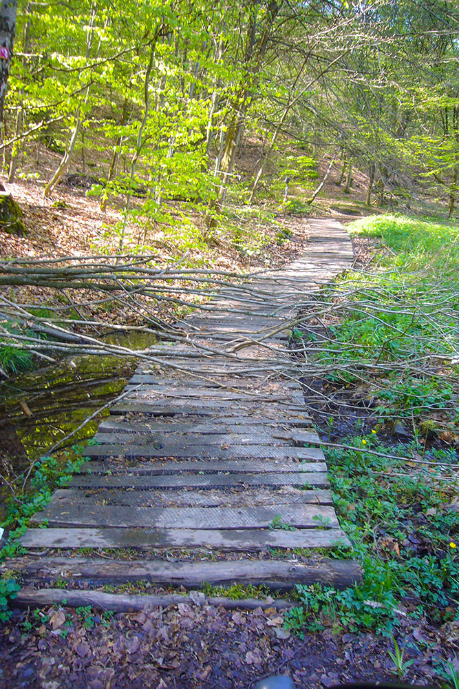Auf dem Holzweg
