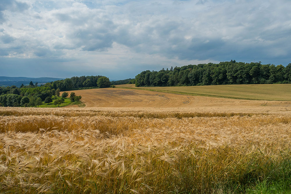 Getreidefelder warten auf den Mähdrescher