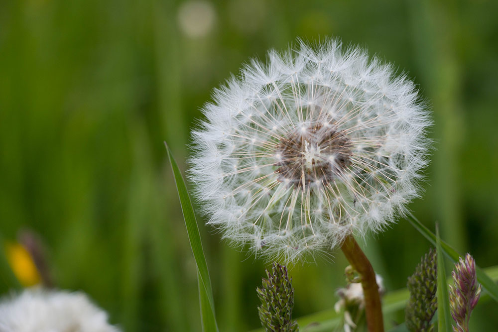 Pusteblume