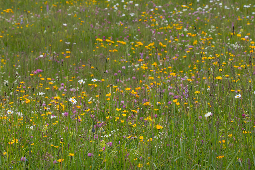 Blumenpracht