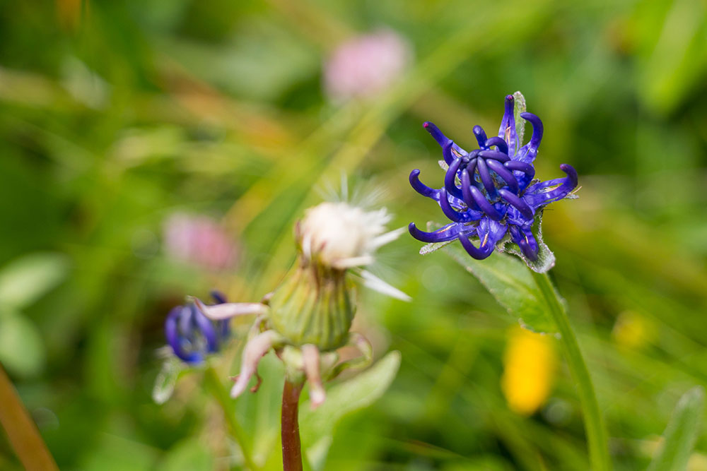Weitere florale Schönheiten