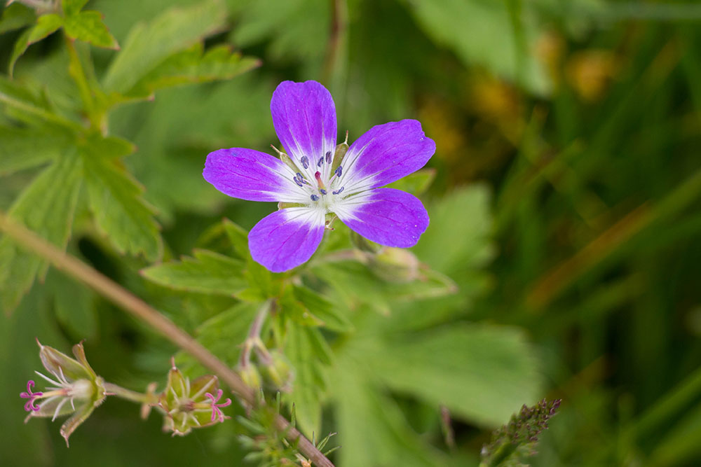 Weitere florale Schönheiten