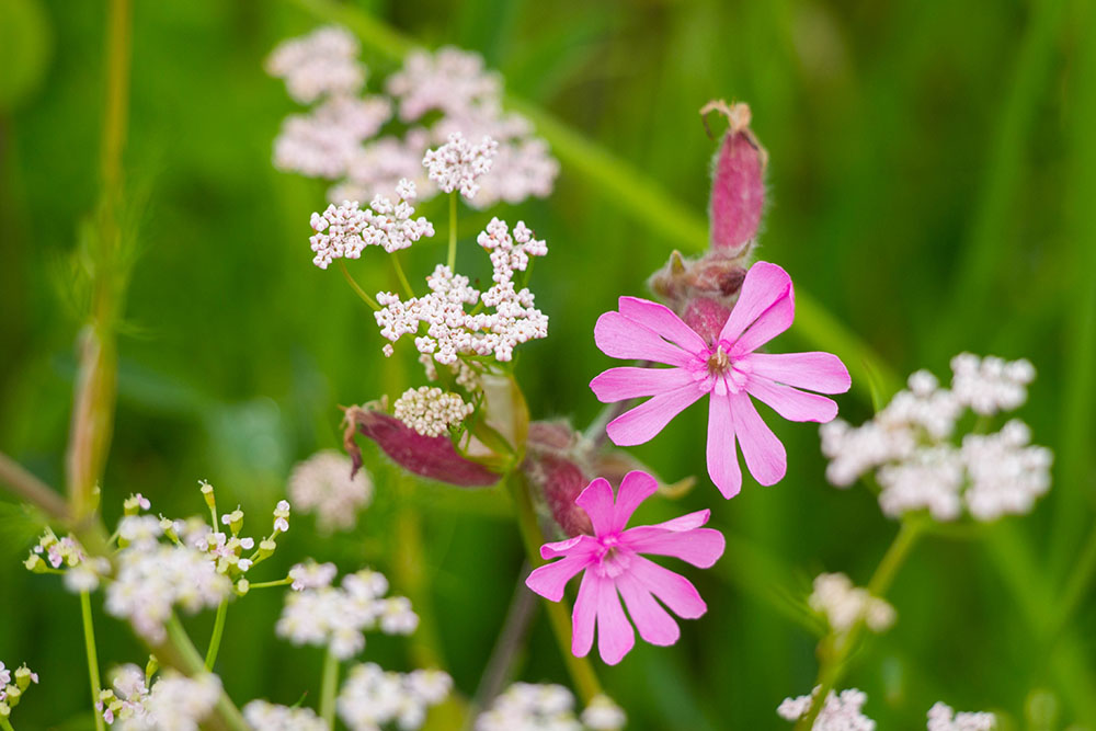 Weitere florale Schönheiten