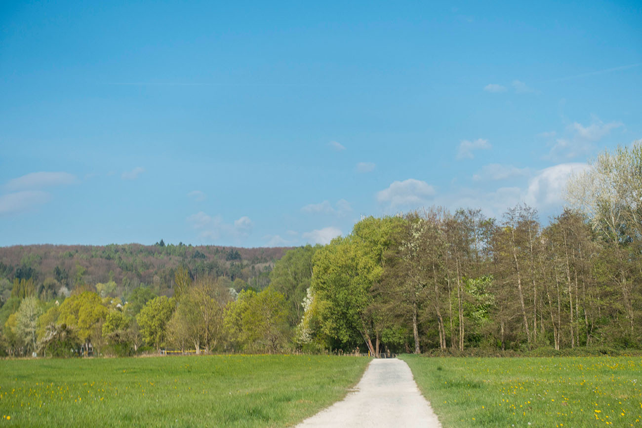 ... führt der Weg in den Wald ... 