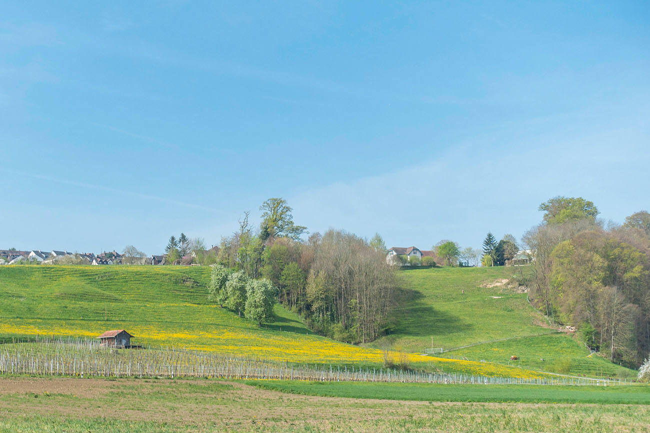 Frühlingswiese