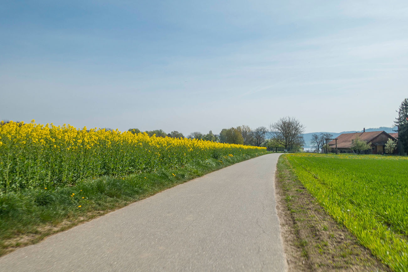 Rapsfeld