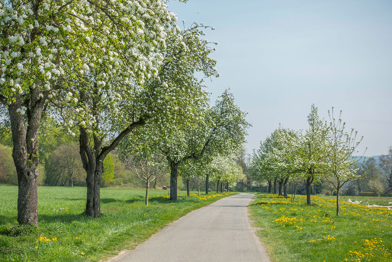 Blüten in Hülle und Fülle 