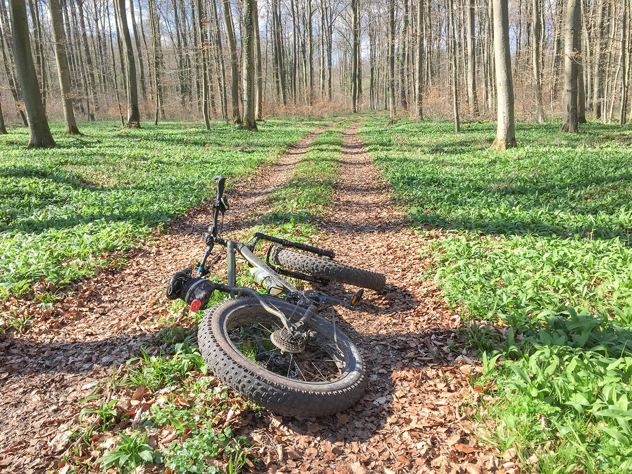 Fahrt durch den lichtdurchfluteten Wald 