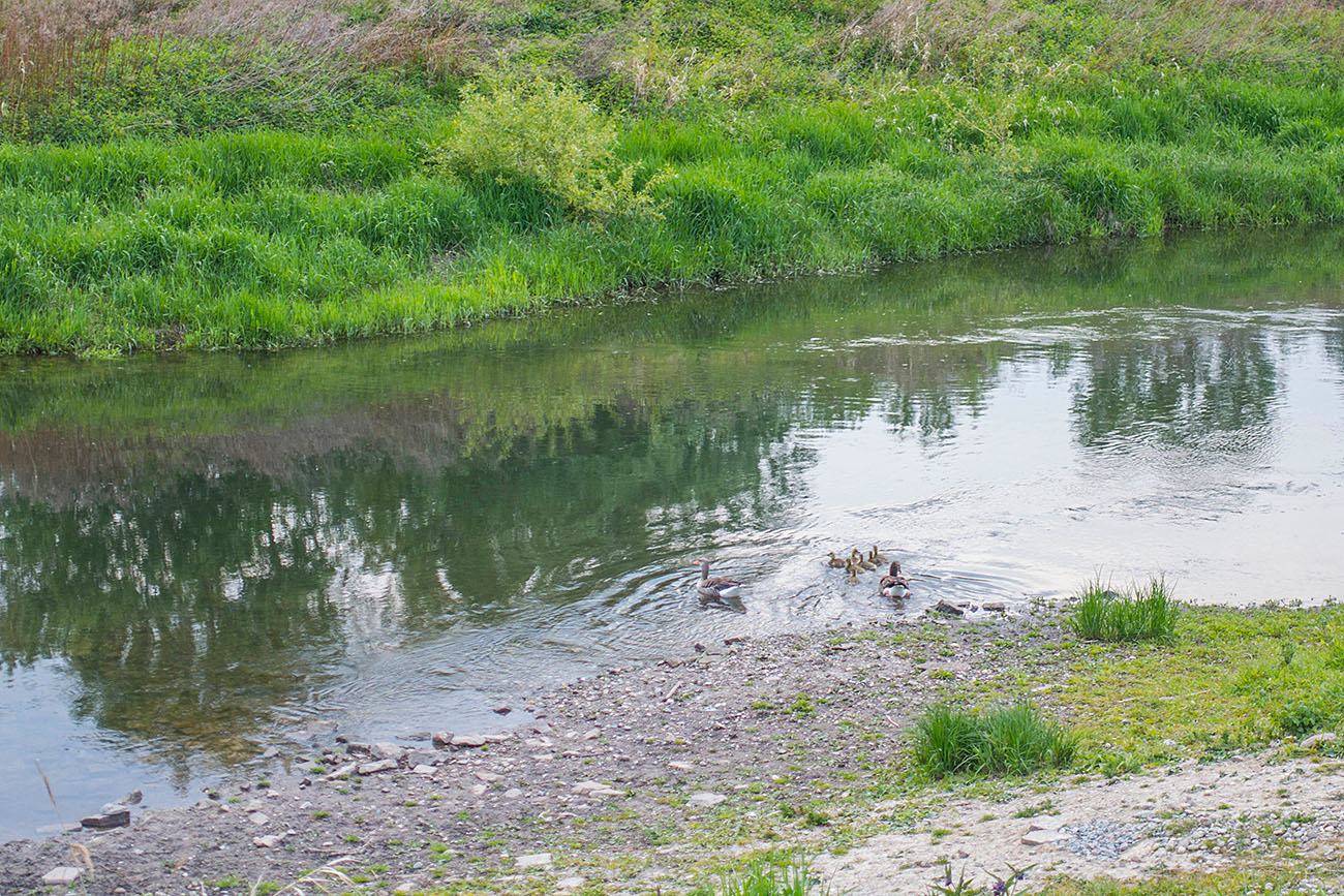 Gänsefamilie an der Alb 