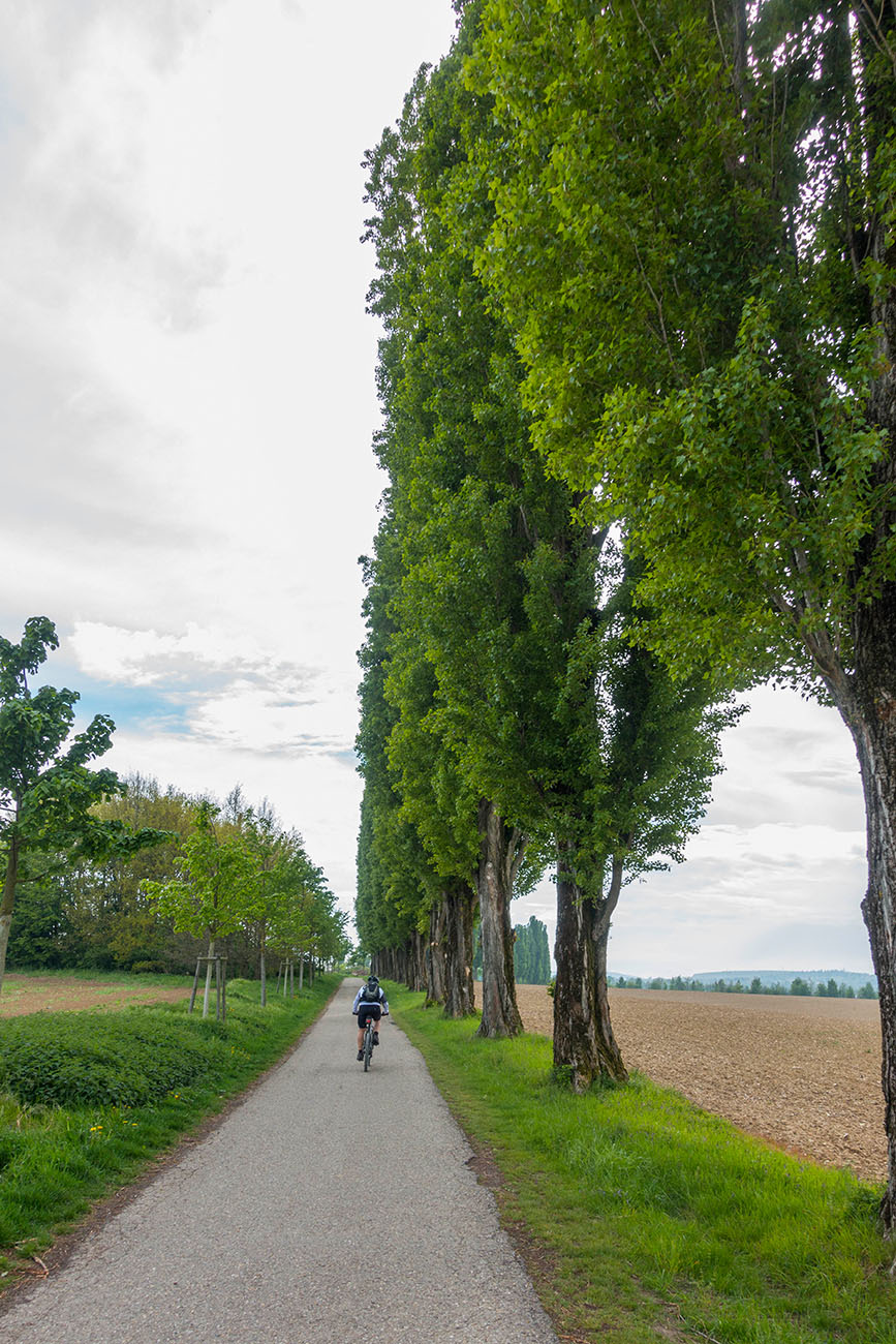 Allee beim Thomashof 