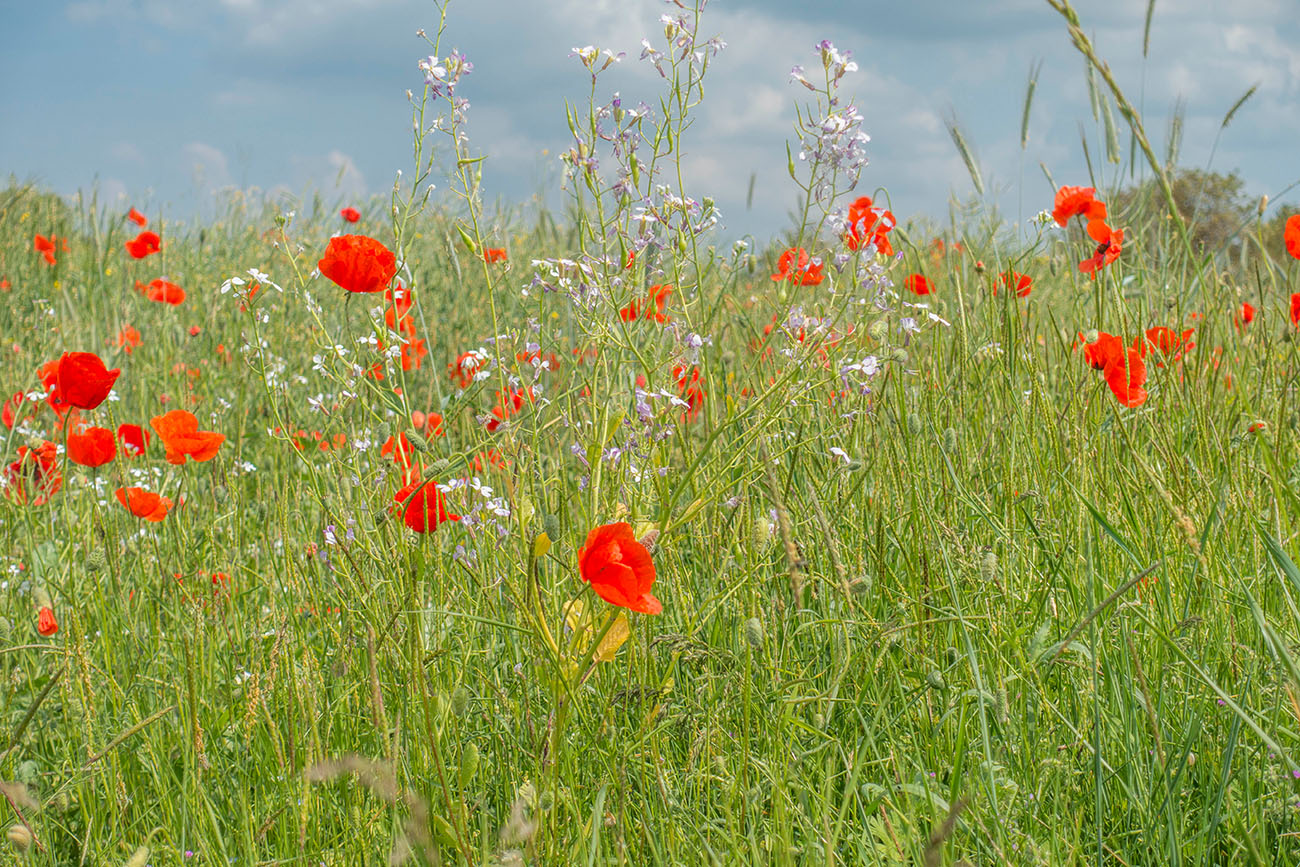 Überall blüht der Mohn 