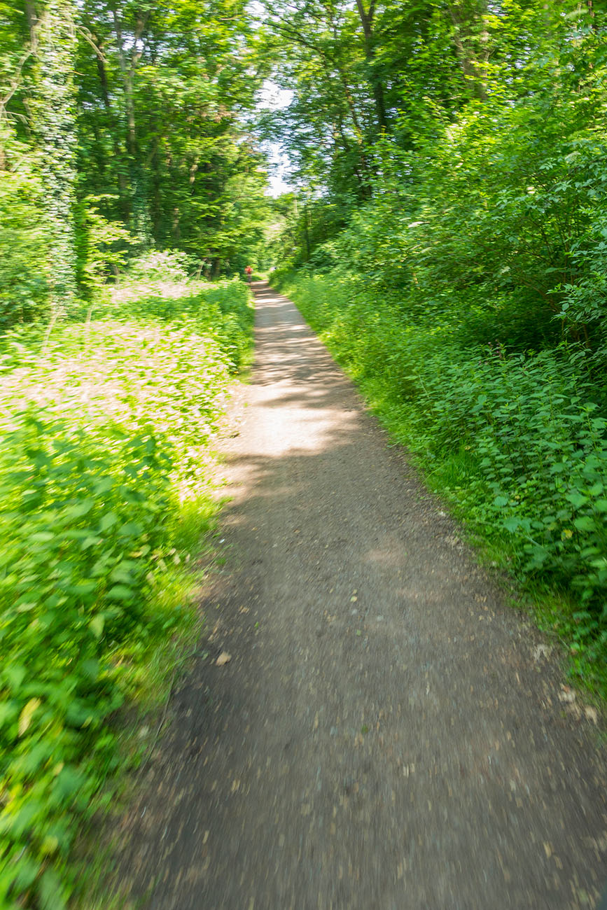 Auf dem Weg nach Schwetzingen geht es oft durch den Wald 