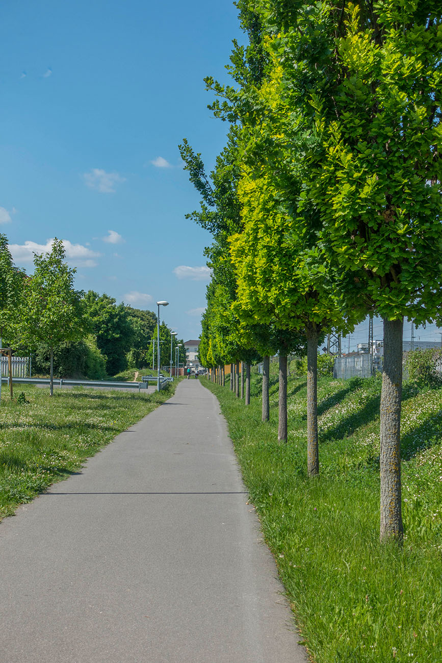 Halbseitige Allee ;-) 