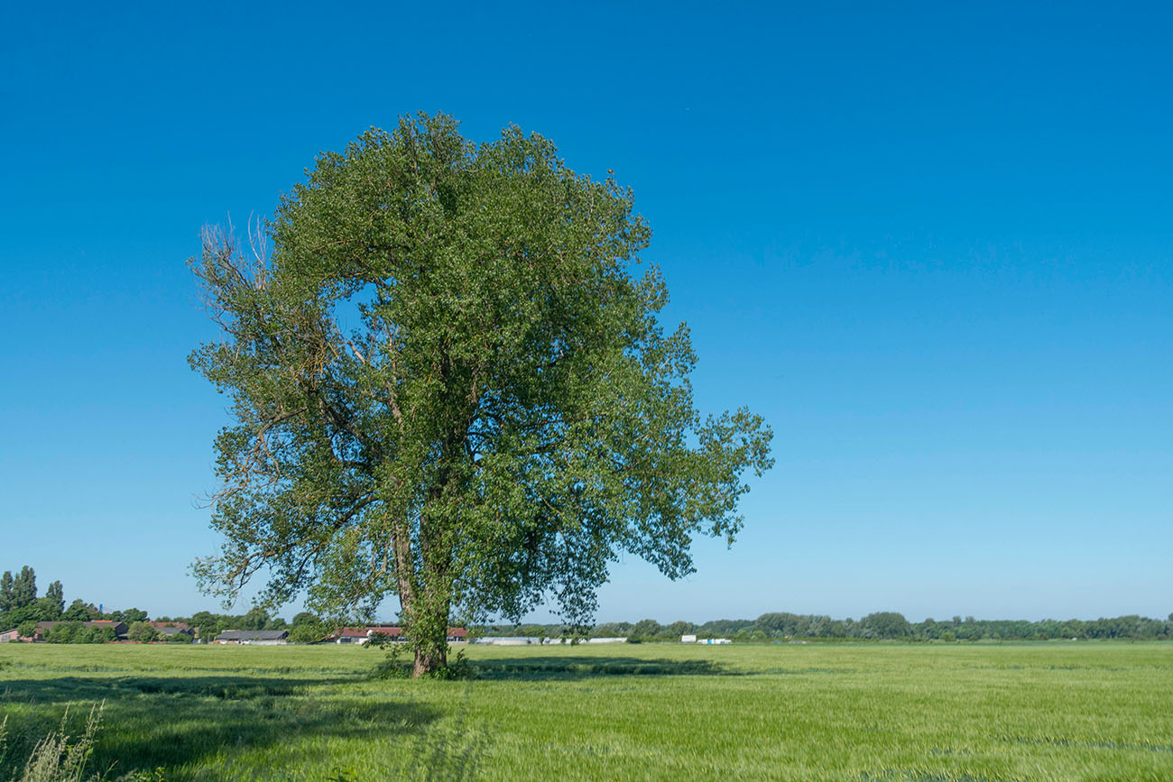 Prächtiger Baum 